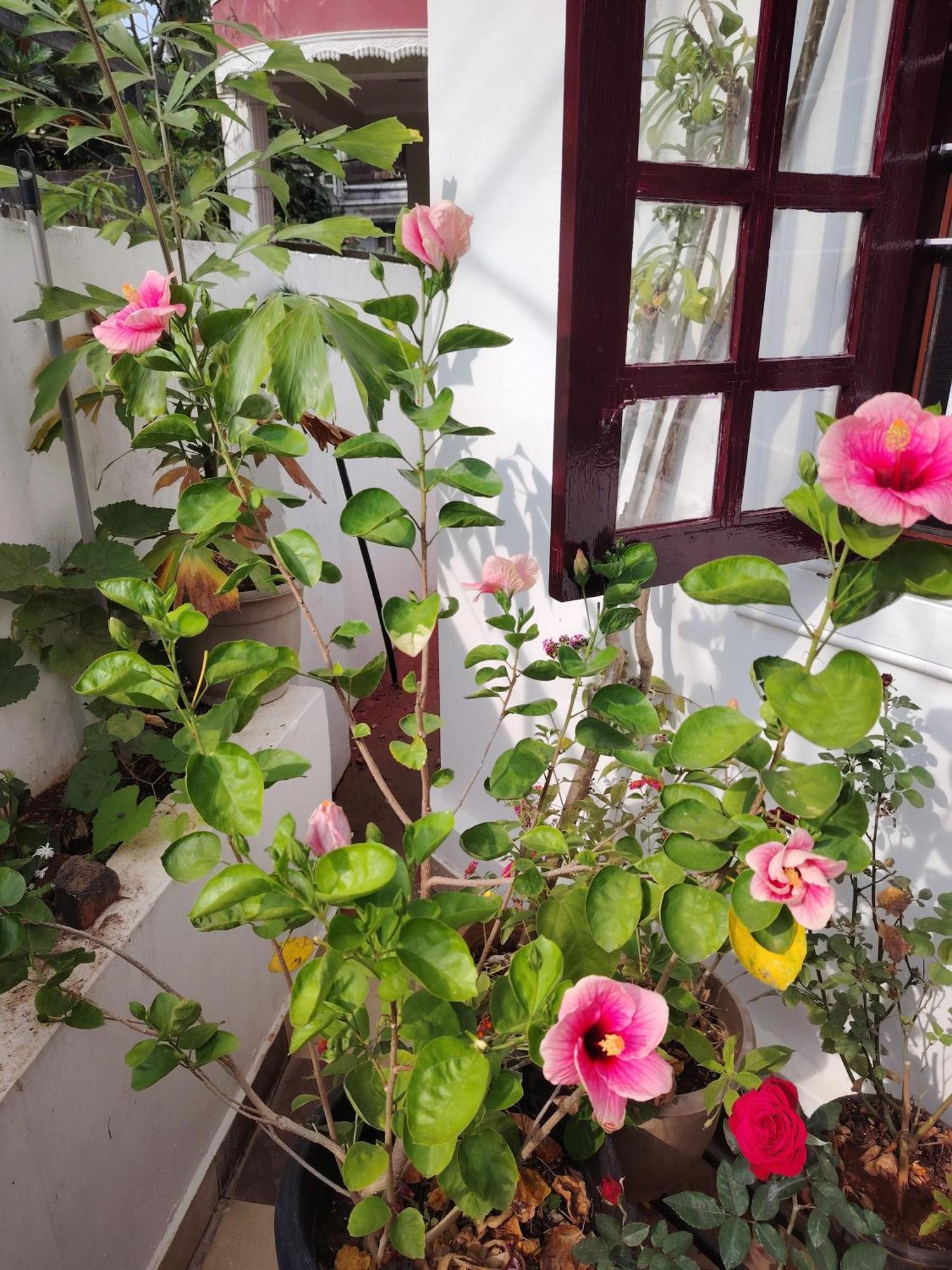 Beza Homestay Kochi Luaran gambar